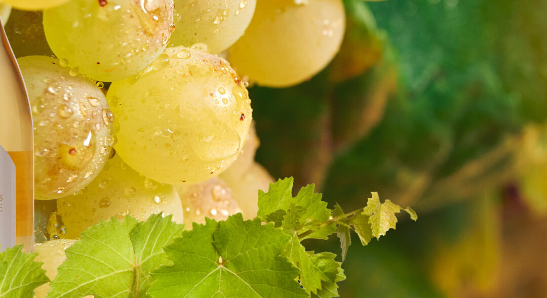 Bulles de Chapitre Brut Nature