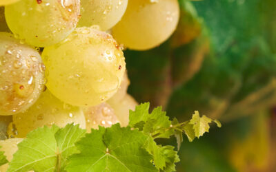 Bulles de Chapitre Brut Nature