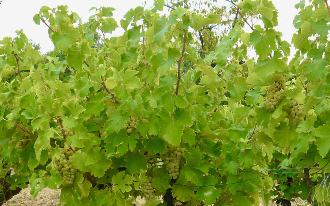 Jolies grappes attendent petites pluies !